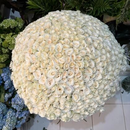 501 Avalanche Roses in a Box