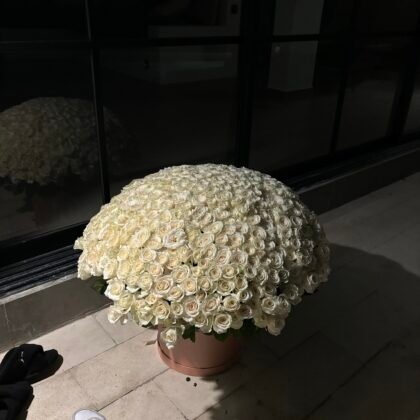 501 White Roses in a Box